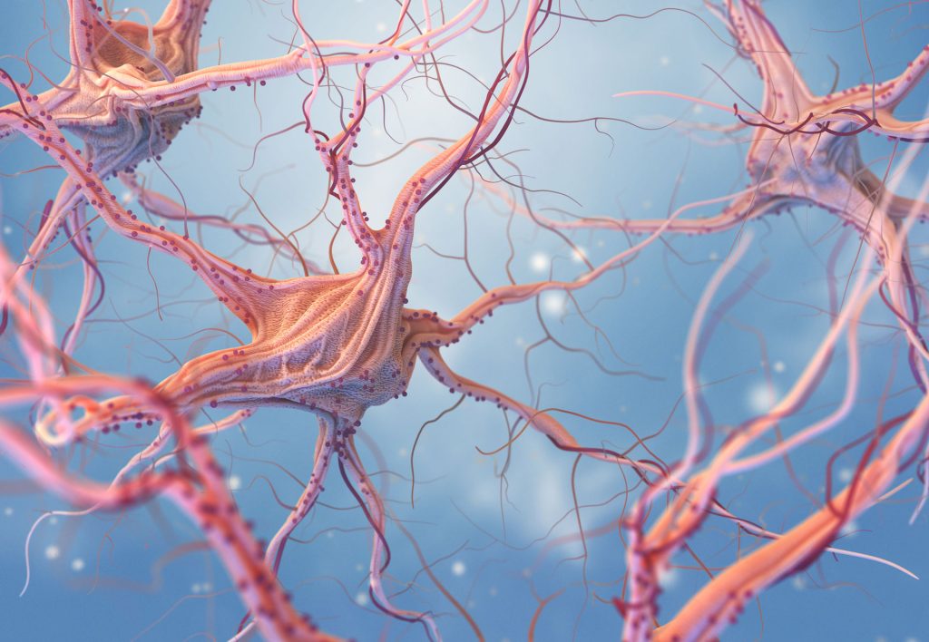 Neurons and nervous sysmtem.
