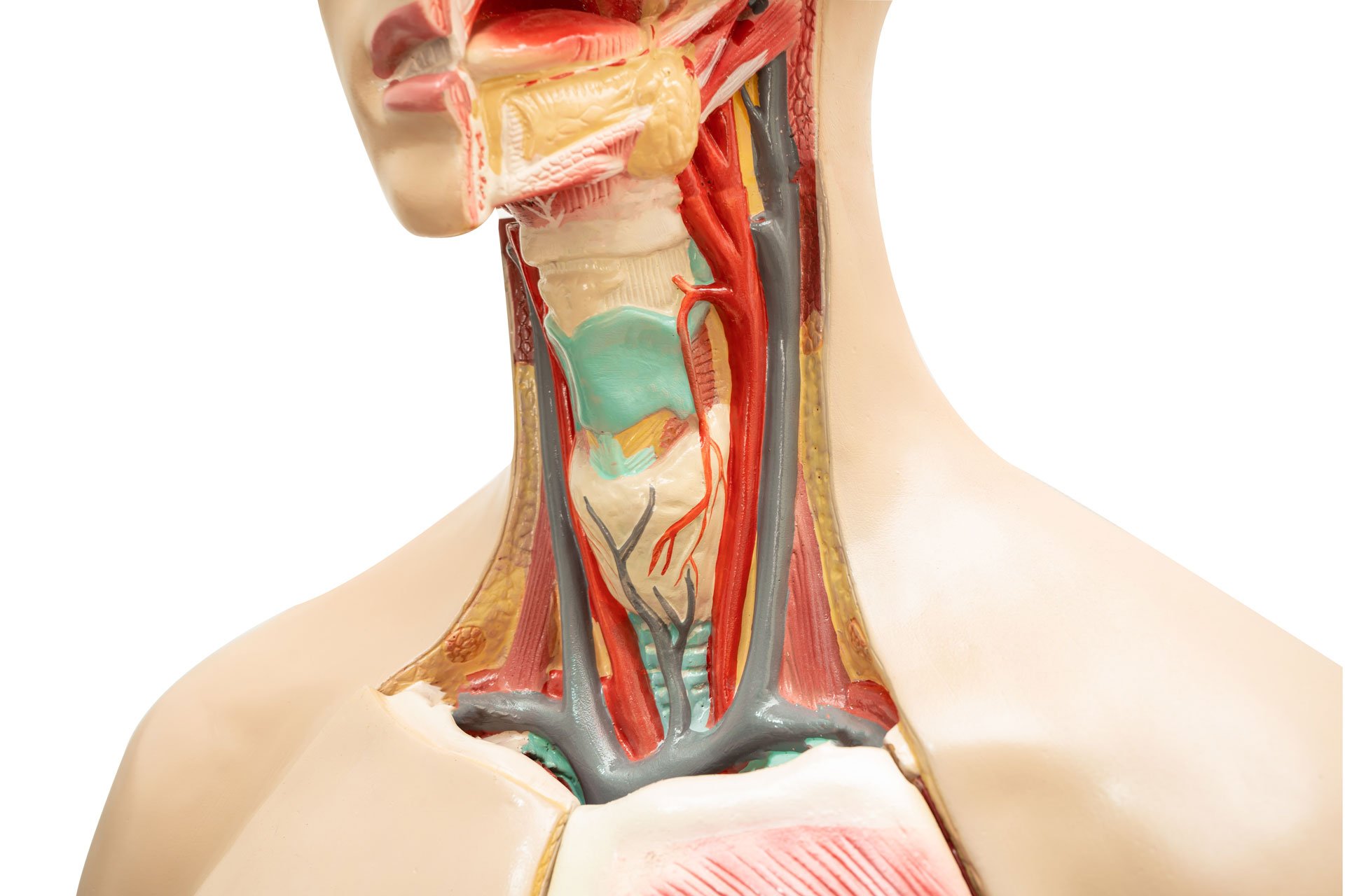 neck and throat human model anatomy.