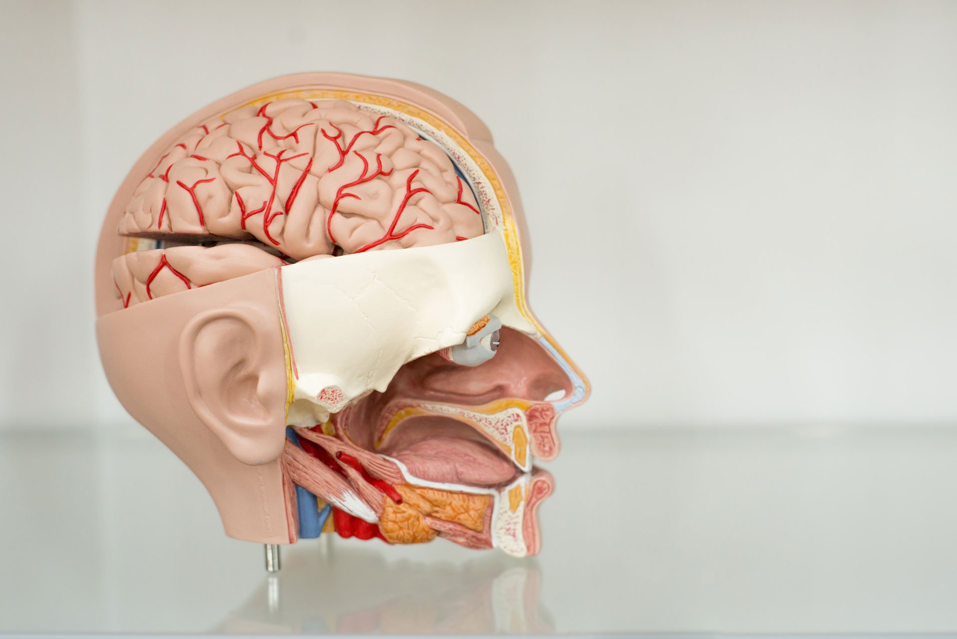 Anatomical model of human head.